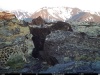 На алтайском плато Укок записали дыхание снежного барса