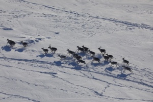 Проводится первый этап авиационного учета дикого северного оленя