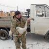 В краевой столице спасли краснокнижного лебедя