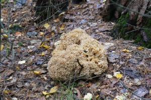 На «Столбах» найдены новые виды грибов
