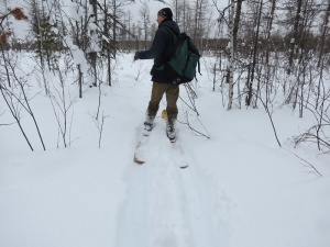 В государственном природном заповеднике «Тунгусский»  завершаются зимние маршрутные учеты животных (ЗМУ).