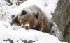 Как зимуют животные в заповеднике «Кузнецкий Алатау»?