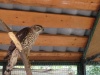 В Центре реабилитации диких птиц «Крылья» новый пациент