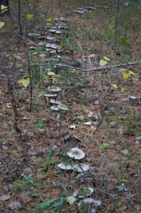 Дорожки из грибов!