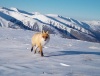 Почти четыреста километров в морозы на лыжах: в Алтайском заповеднике проходят зимние полевые работы