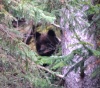 Медведи залегли в берлоги