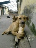 16 августа – Международный день защиты бездомных животных