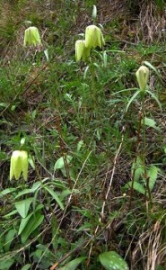  -      Fritillaria L