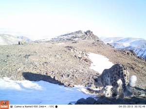 В Республике Алтай найдены новые места обитания снежного барса
