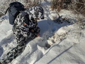 Снежные барсы на заснеженных склонах гор Саяно-Шушенского заповедника