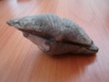 Окаменевшие двустворчатые моллюски найдены на озере Иткуль – предварительные результаты летней экспедиции