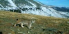 «Дикие кошки Южной Сибири»  - стартовал проект по изучению и сохранению ирбиса, манула и рыси