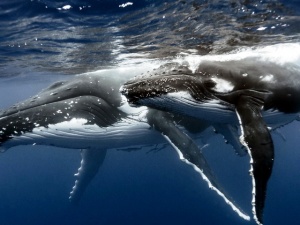 Всемирный день защиты морских млекопитающих (День кита
