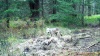 Фотоловушка зафиксировала волка и бурого медведя у одной добычи
