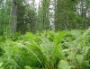 Институт леса изучит Телецкий рефугиум в Алтайском заповеднике