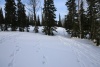 В заповеднике «Кузнецкий Алатау» - зимние маршрутные учеты