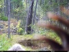 В Катунском заповеднике медведь «изучил» фотоловушку