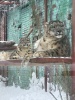 Первые встречи снежных барсов в Пермском зоопарке