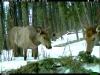 43 новых снимка получено в «фотосессии» животных  в Алтайском заповеднике