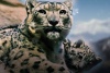 К Всемирному дню снежного барса – фильм Сайлюгемского национального парка о высокогорной кошке