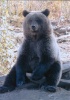Более пятисот медведей зафиксировали на краевых ООПТ
