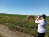 Эковолонтёры продолжают наблюдения за серыми журавлями в Кирзинском заказнике