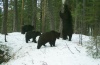 На «Столбах» медведи дружно легли в берлоги. 