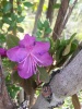 Цветет рододендрон Ледебура