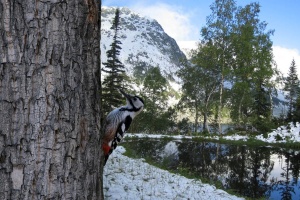 Как зимуют птицы в заповеднике «Кузнецкий Алатау»?