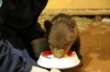 Сотрудник Алтайского заповедника изучил опыт реабилитации медвежат-сирот