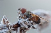 Как зимуют насекомые «Кузнецкого Алатау»