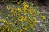 Заповедные склоны в желтом цветении