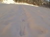 В Шорском национальном парке завершены зимние маршрутные учеты (ЗМУ).