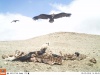 «А мне летать охота …»  или удивительные кадры из мира животных