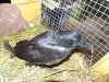 Кузнецкий Алатау: новый питомец в центре реабилитации диких птиц «Крылья»