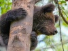 Новости приюта для медвежат-сирот из Алтайского заповедника.  Фотосессия в конце августа