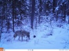 В ТБР «Большой Алтай» изучают популяцию волка