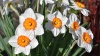 Молочные цветы – первоцветы Красноярского края