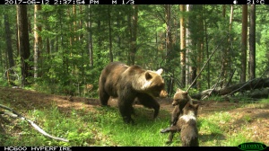 На "Столбах" продолжаются наблюдения за популяцией медведей