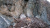 В Сайлюгемский национальный парк прибыли новые соколы-балобаны 