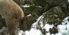 На «Столбах» проснулись медведи