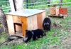 В Алтайском заповеднике начал работать мини-центр по реабилитации медвежат-сирот