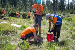 Школьники продолжают восстанавливать кедры вокруг озера Радужное