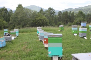 Женщины – пчелам. Катунский заповедник подключается к новому проекту ЮНЕСКО