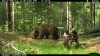 На "Столбах" продолжаются наблюдения за популяцией медведей