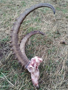По факту незаконной добычи сибирского горного козла на территории Сайлюгемского национального парка возбуждено уголовное дело