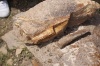 Уникальные палеонтологические находки появились в Музее природы заповедника «Хакасский»