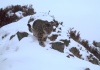 Латвийским радиослушателям рассказали о снежных барсах Саяно-Шушенского заповедника