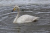 Лебедь-кликун в экоцентре заповедника «Кузнецкий Алатау»