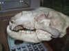 Череп медведя и останки неизвестного травоядного появились в Музее природы заповедника